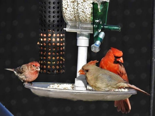 Assemblage de plateau d'alimentation pour mangeoire à cardinal