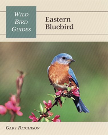 Eastern Bluebird