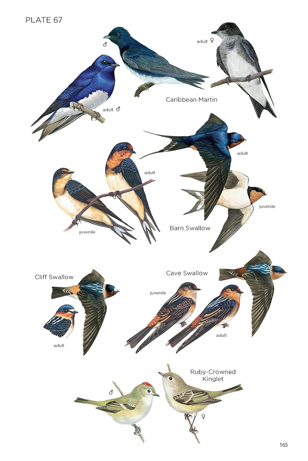 Field Guide to the Birds of Cuba