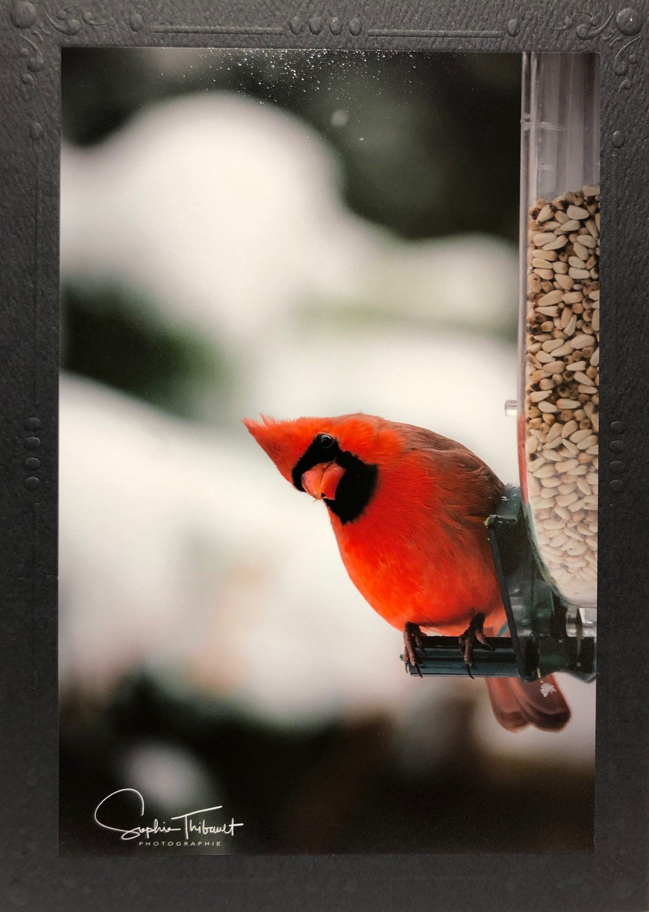 Carte de souhaits - Cardinal regardant en bas
