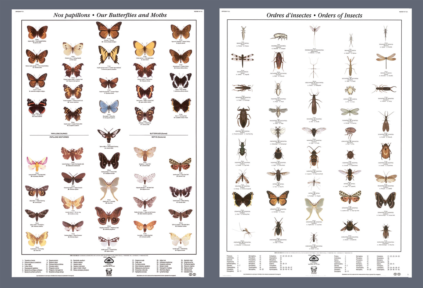 Mini-affiche - Papillons et ordres d'insectes