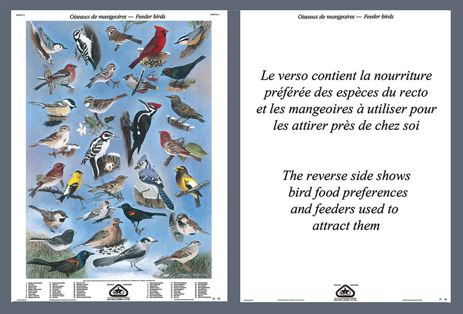 Mini-Affiche - Oiseaux de mangeoires et leur nourriture préférée