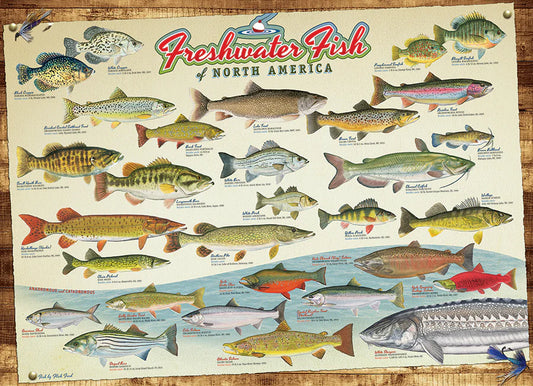 Puzzle 1000 pieces - Poissons d'eau douce d'Amérique du Nord