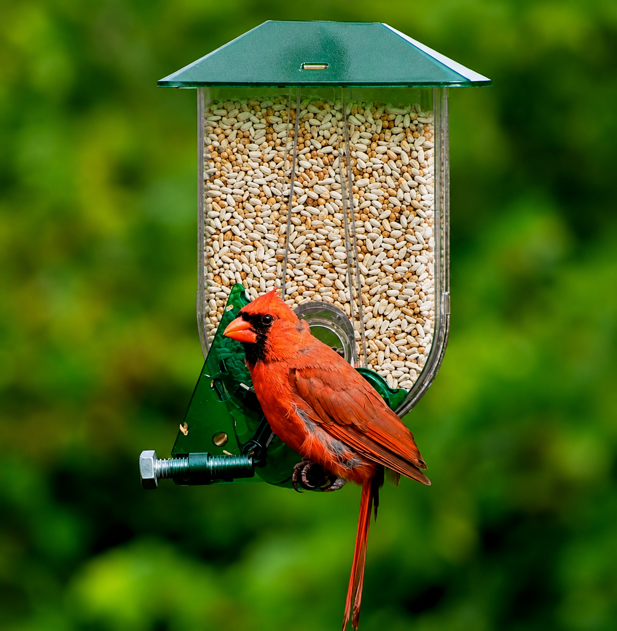 Unique Mangeoire à Cardinal
