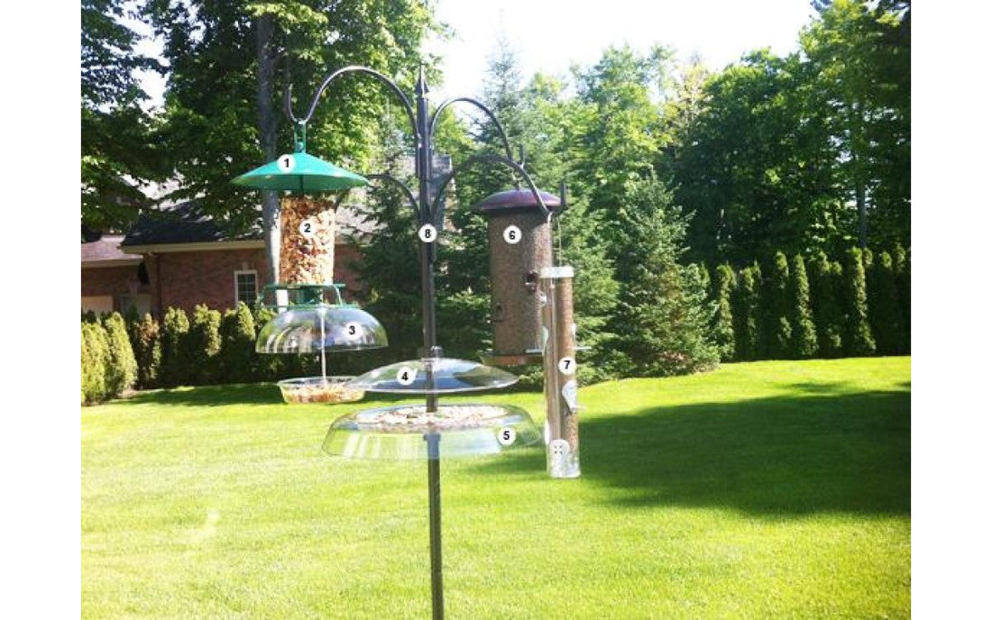 Quelles sont les meilleures mangeoires au Québec ? Transformez votre jardin en refuge à oiseaux