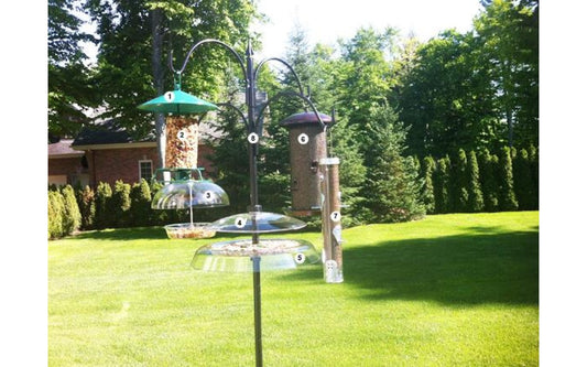 Quelles sont les meilleures mangeoires au Québec ? Transformez votre jardin en refuge à oiseaux