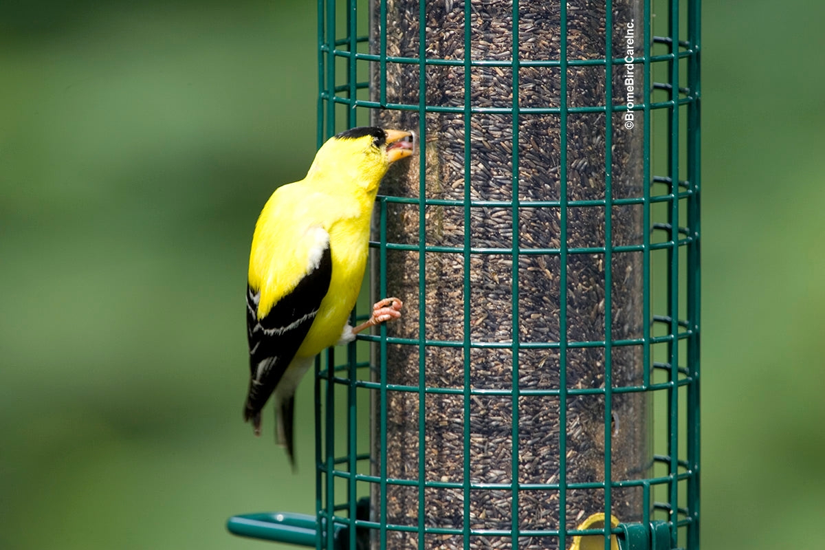Squirrel Buster Finch