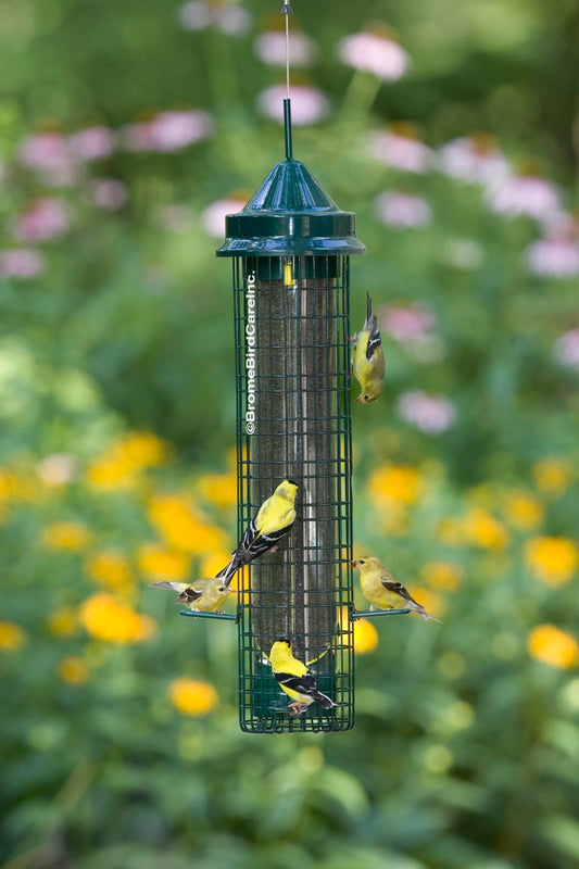 Squirrel Buster Finch
