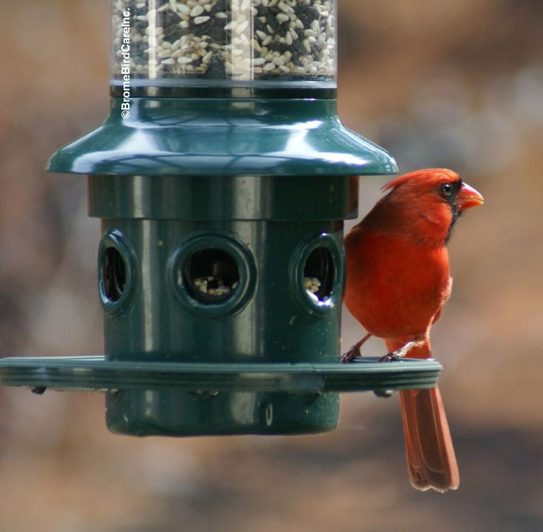 Squirrel Buster Plus