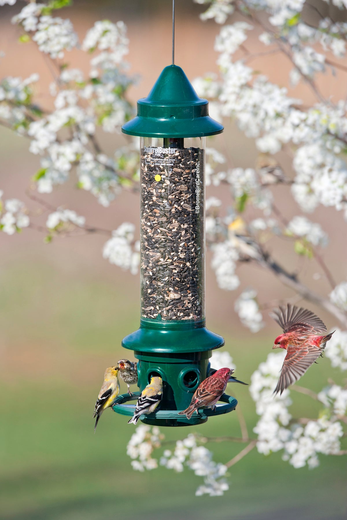 Squirrel Buster Plus