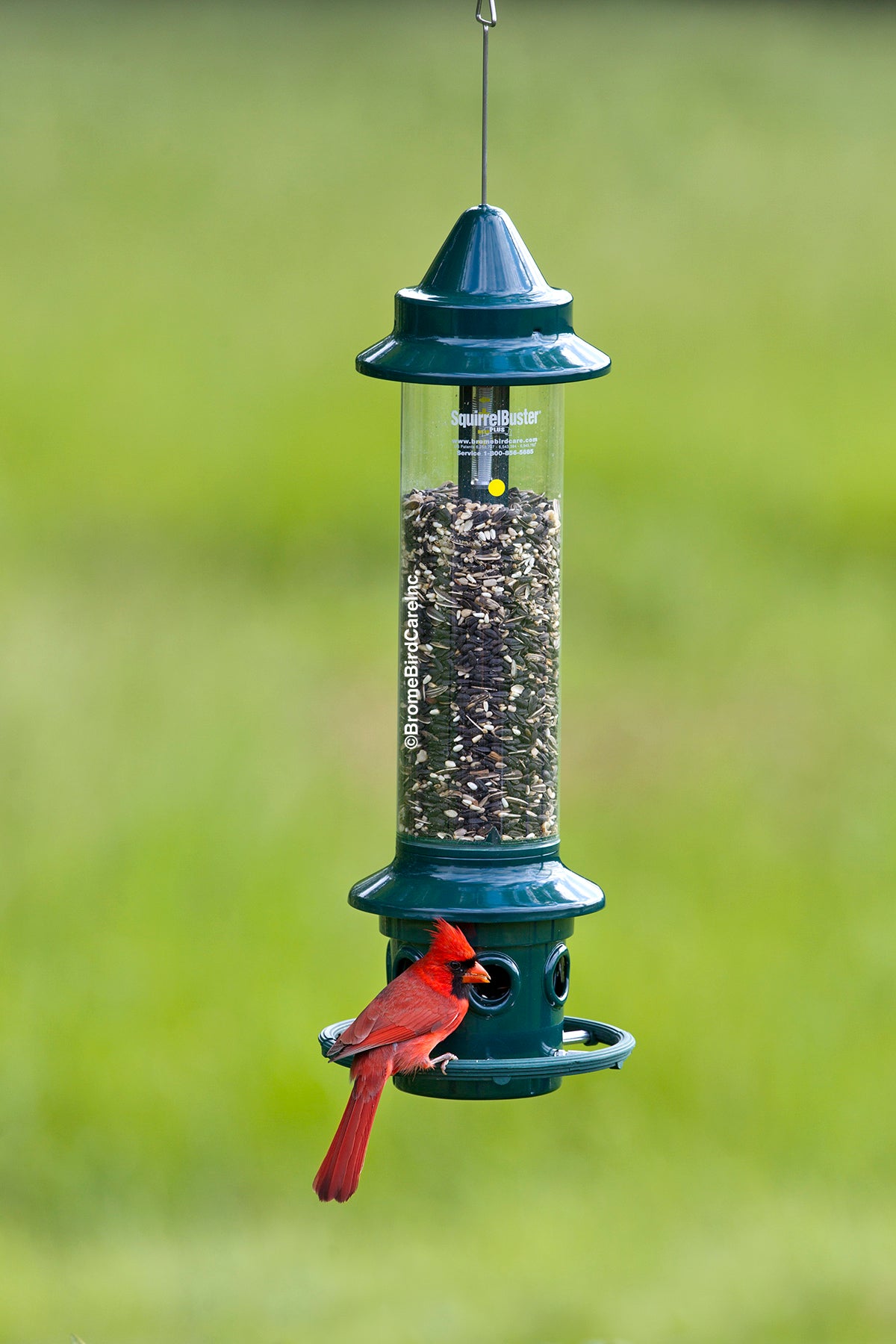 Squirrel Buster Plus