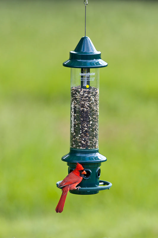 Squirrel Buster Plus