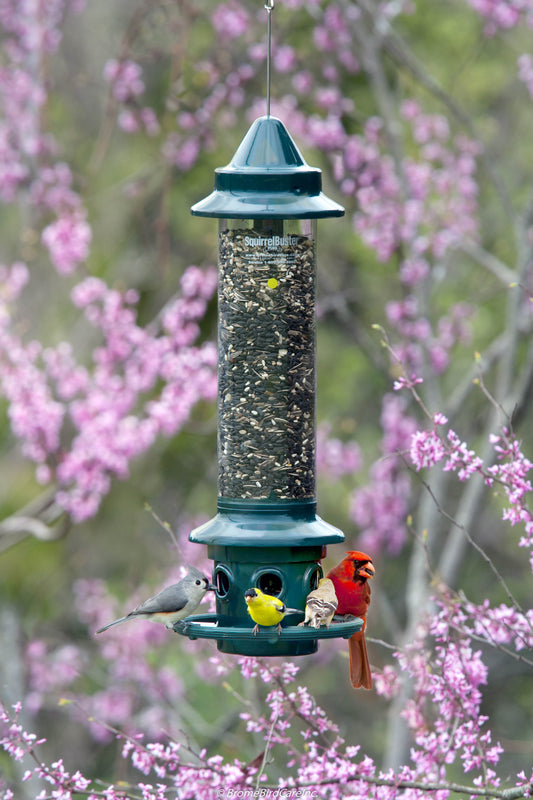 Squirrel Buster Plus