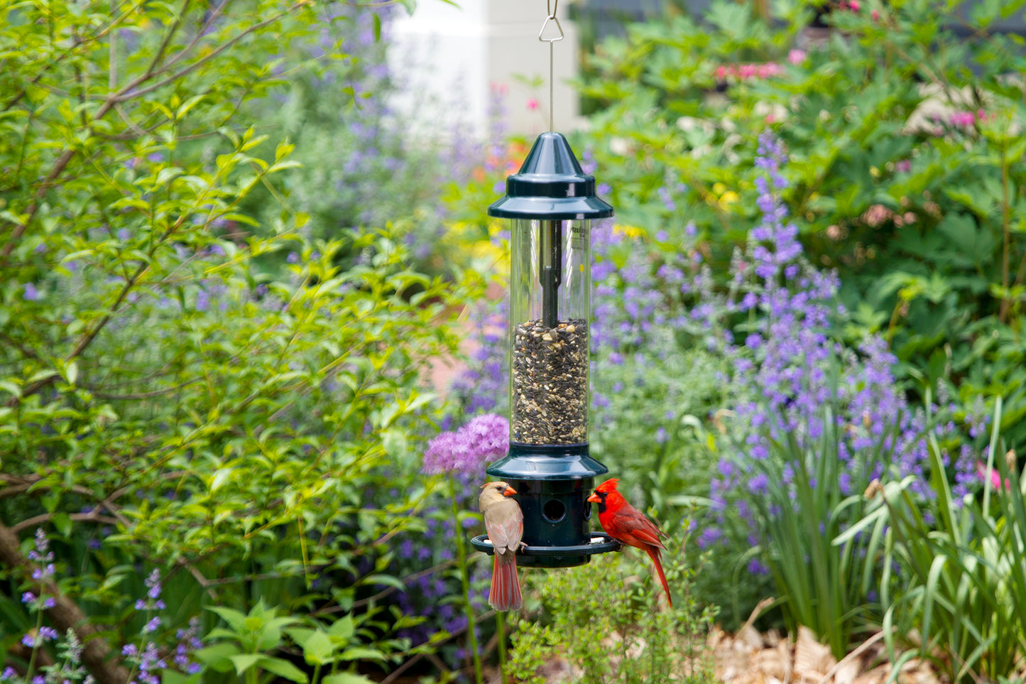 Squirrel Buster Plus