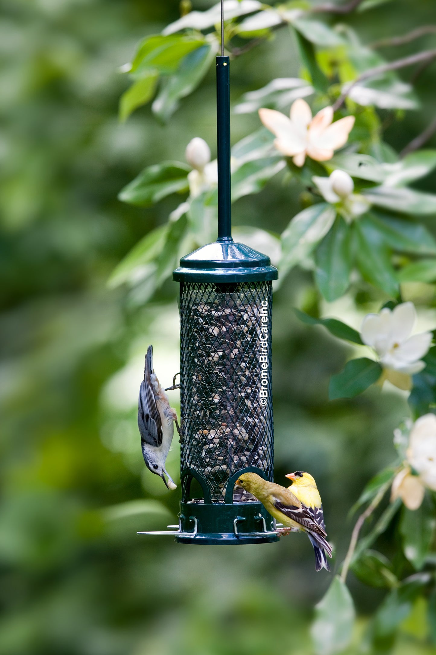 Squirrel Buster Mini