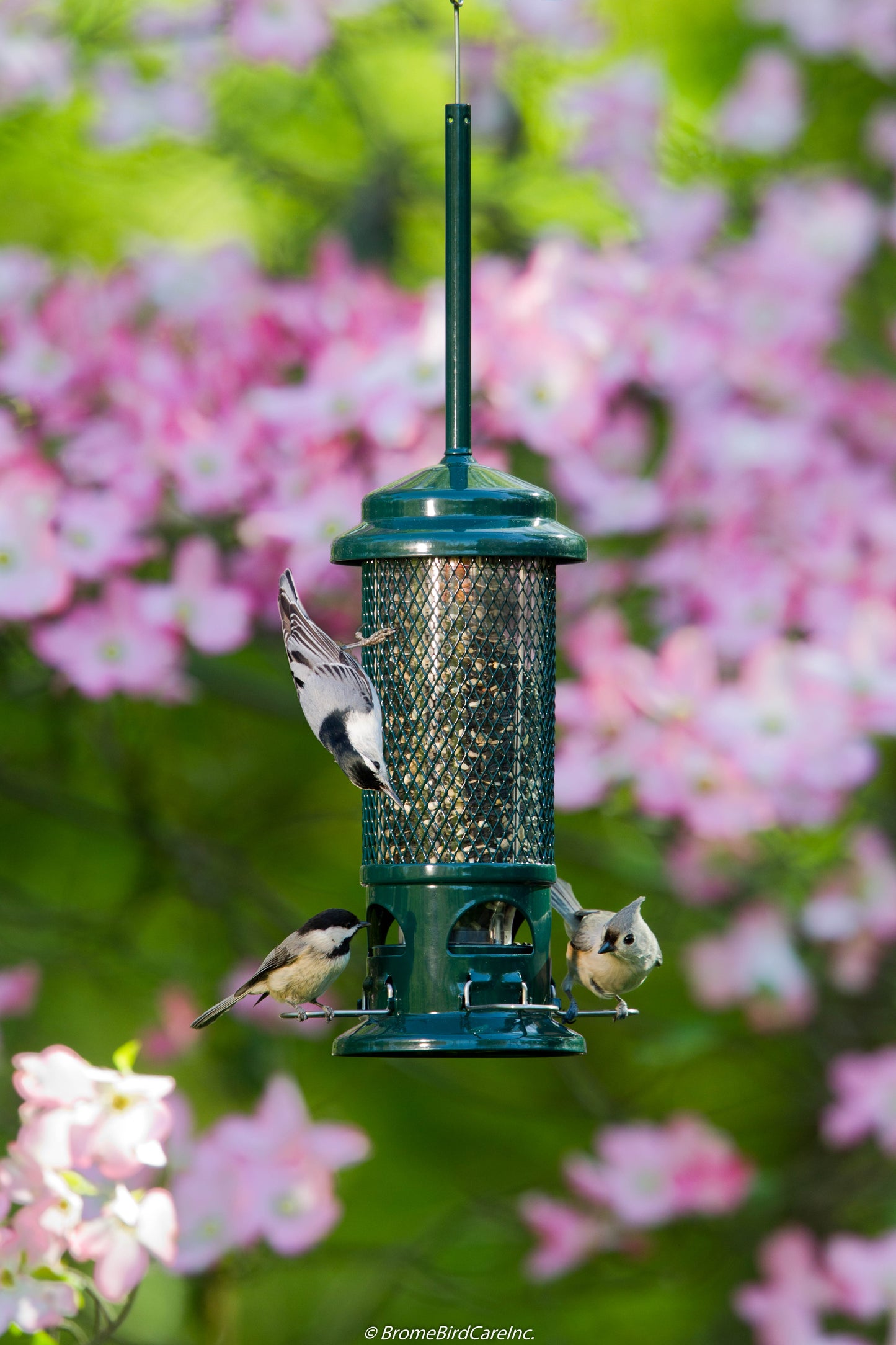 Squirrel Buster Standard