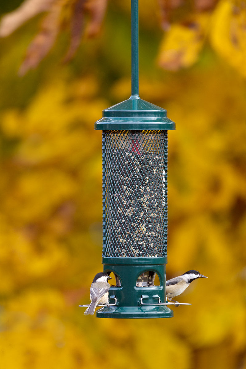 Squirrel Buster Legacy