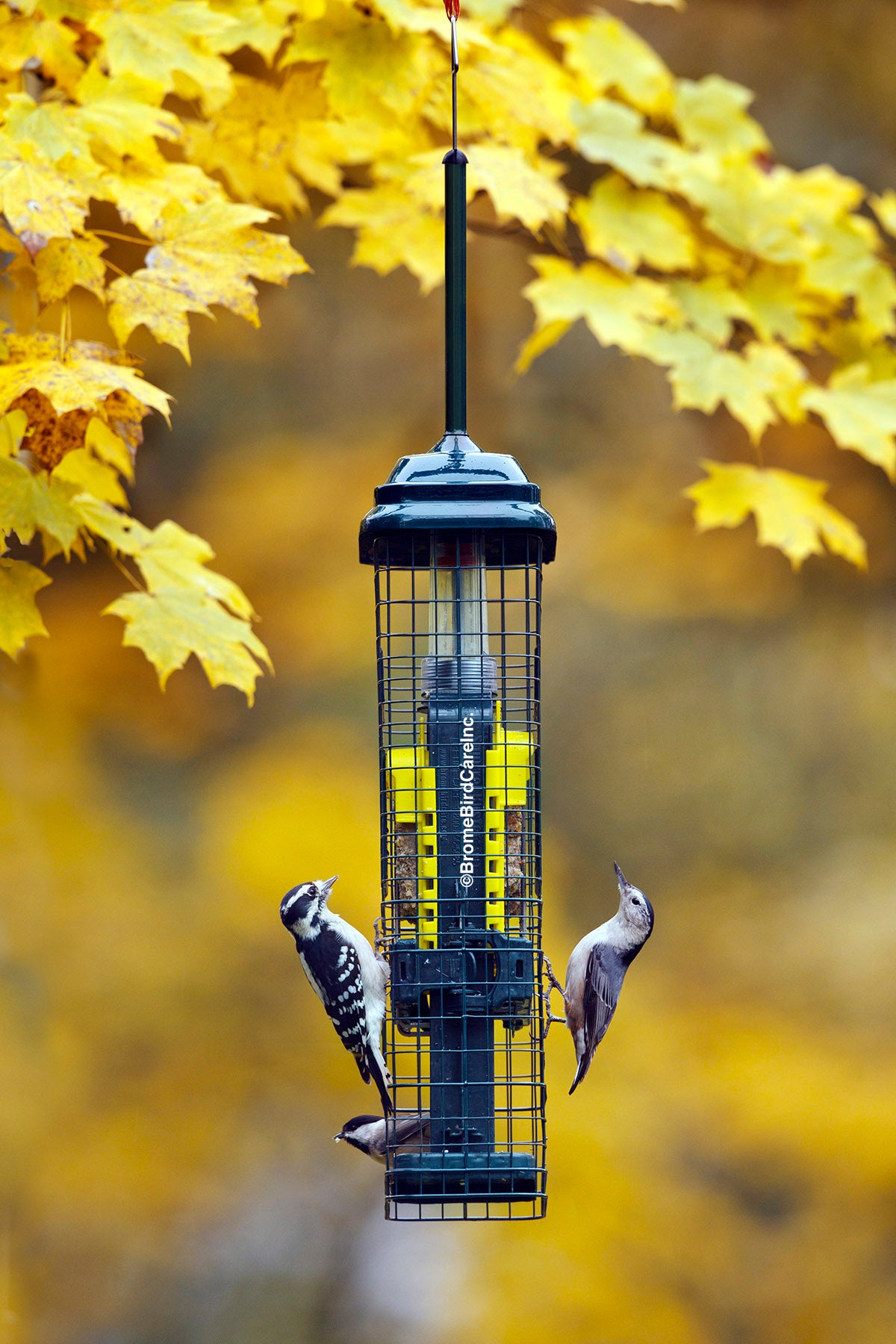 Squirrel Buster pour Suif