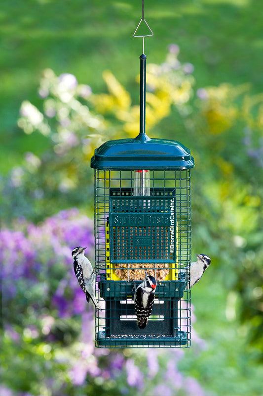 Squirrel Buster pour Suif