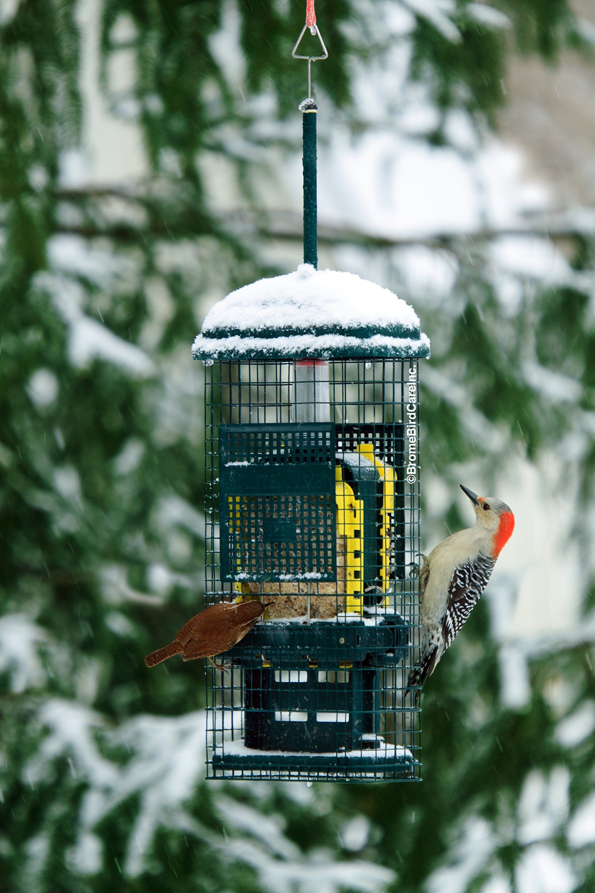 Squirrel Buster pour Suif