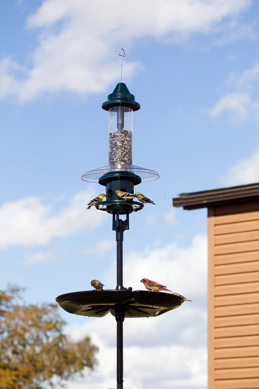 Station de mangeoires Squirrel Buster Plus Podium