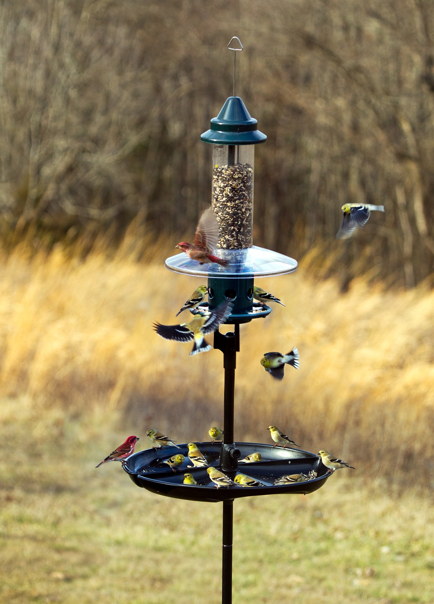 Station de mangeoires Squirrel Buster Plus Podium