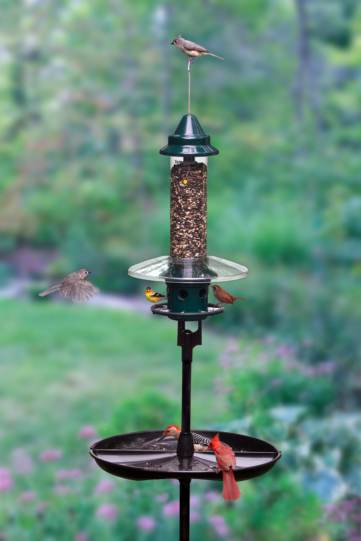 Station de mangeoires Squirrel Buster Plus Podium
