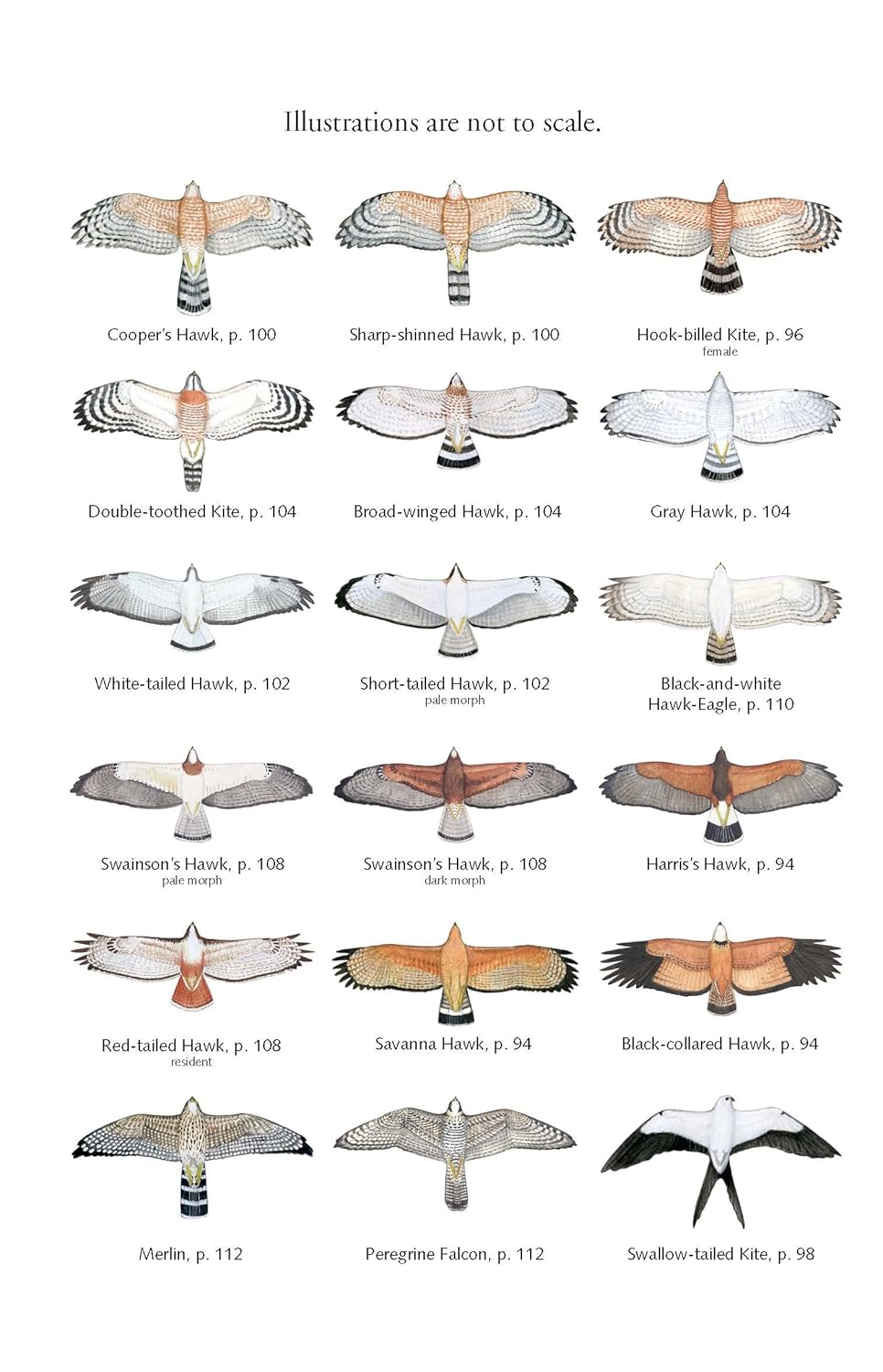 Birds of Costa Rica 