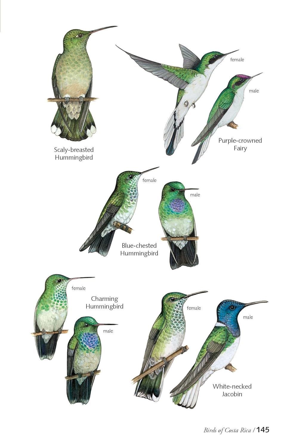 Birds of Costa Rica 