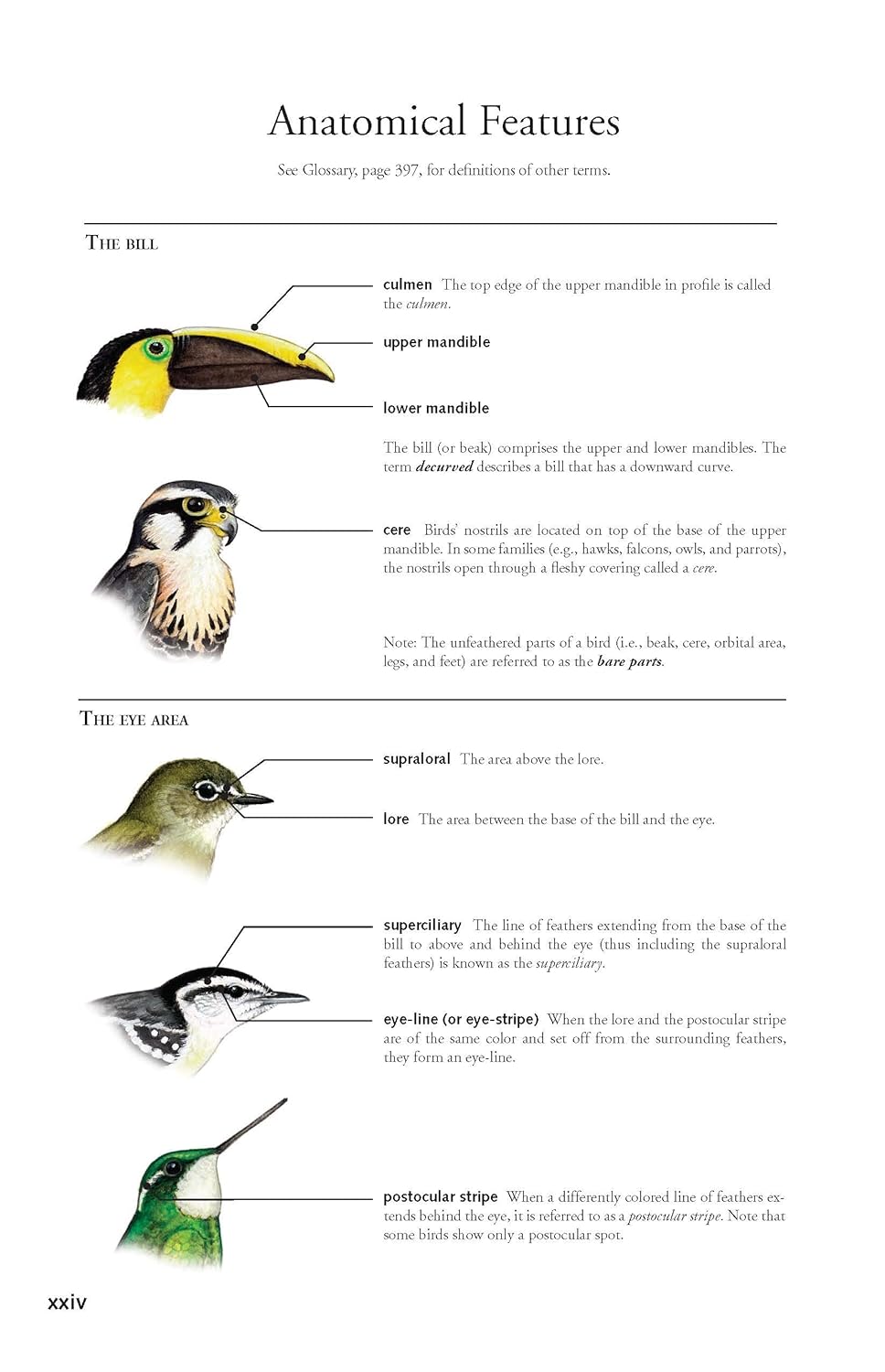 Birds of Panama