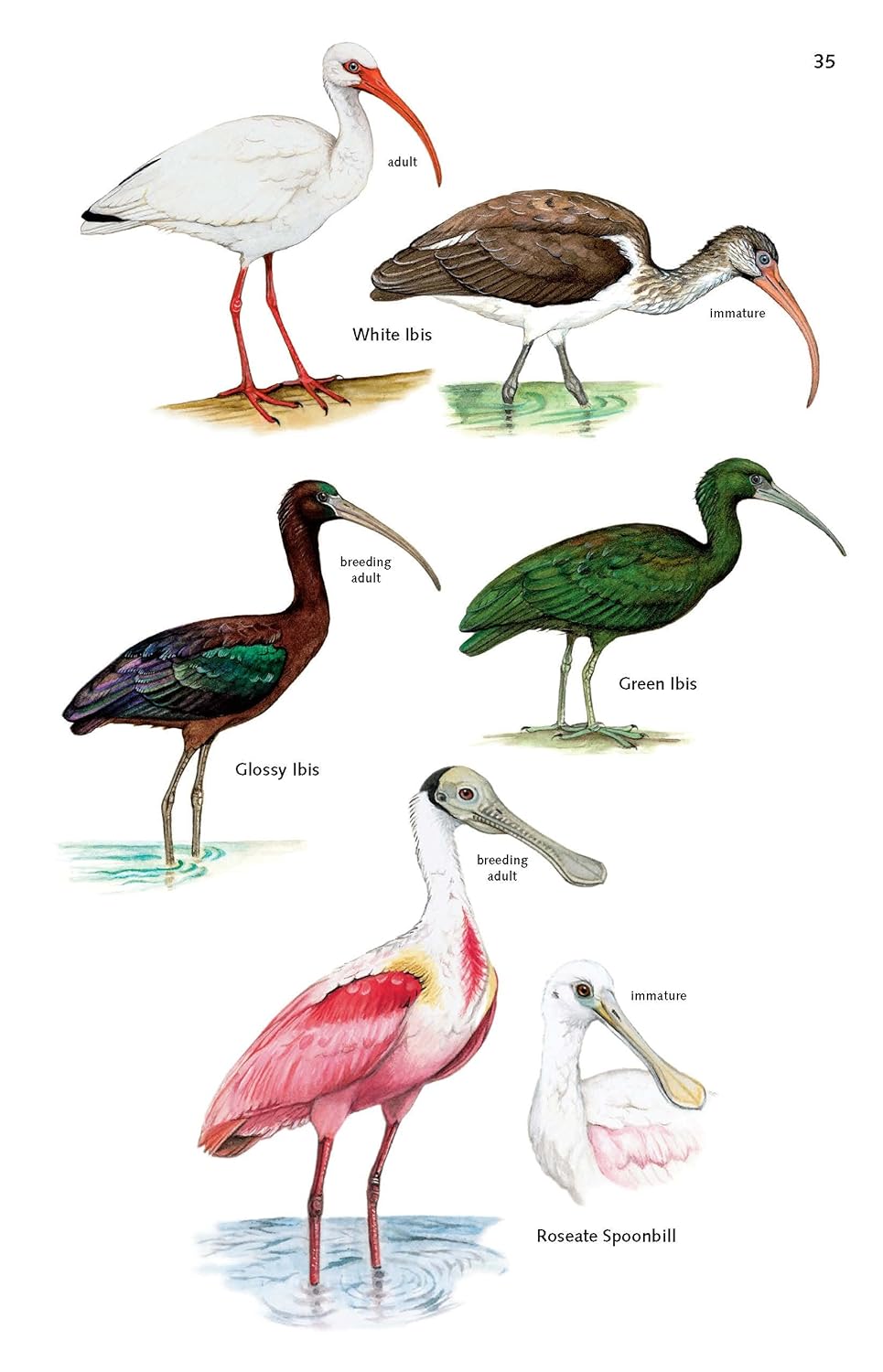 Birds of Panama