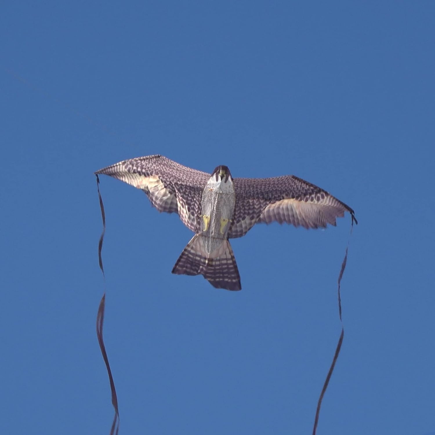 Cerf-volant Faucon / Buse 48''