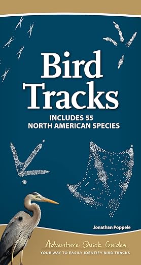 Bird Tracks