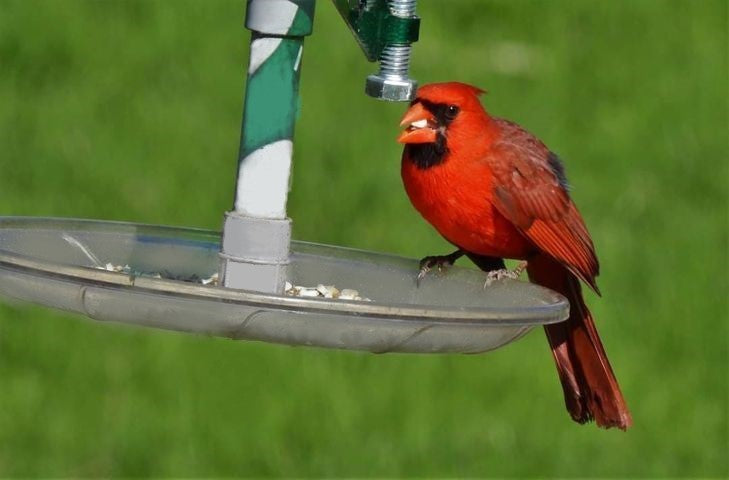 Assemblage de plateau d'alimentation pour mangeoire à cardinal