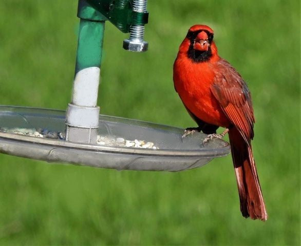 Assemblage de plateau d'alimentation pour mangeoire à cardinal