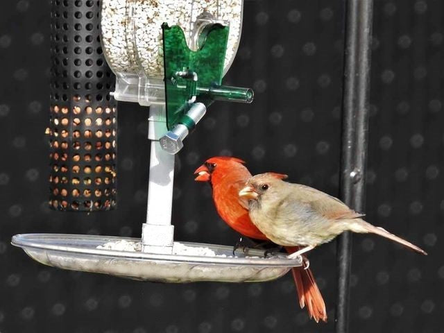Assemblage de plateau d'alimentation pour mangeoire à cardinal