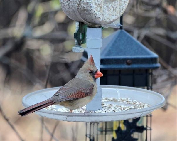 Assemblage de plateau d'alimentation pour mangeoire à cardinal