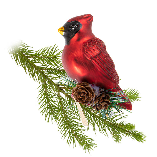 Cardinal sur branche avec clip