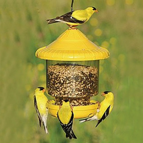 Mangeoire "Clingers only" Jaune
