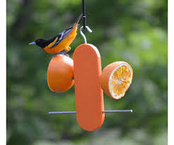 Mangeoire à orange double pour oriole