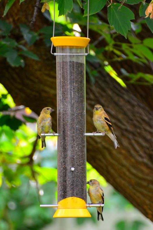 Mangeoire à chardon Droll Yankees 15 pouces