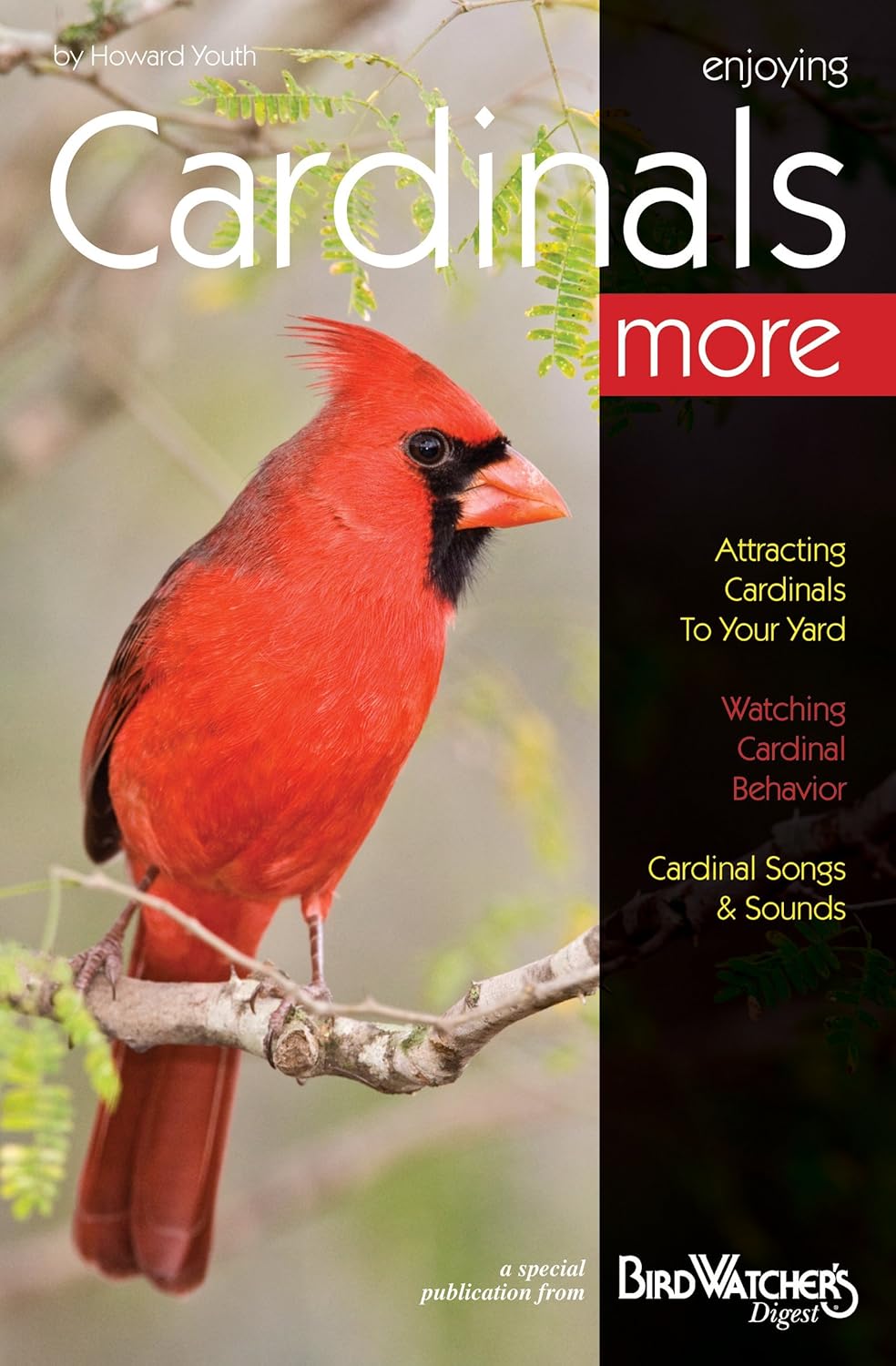 Enjoying Cardinals More