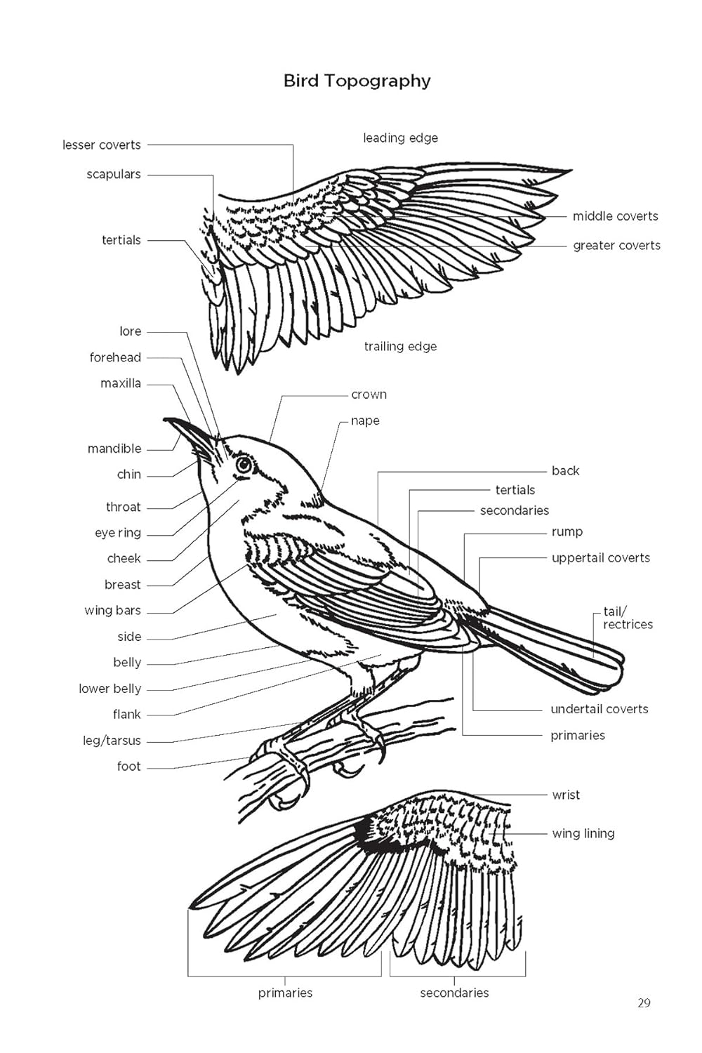 Field Guide to the Birds of Cuba