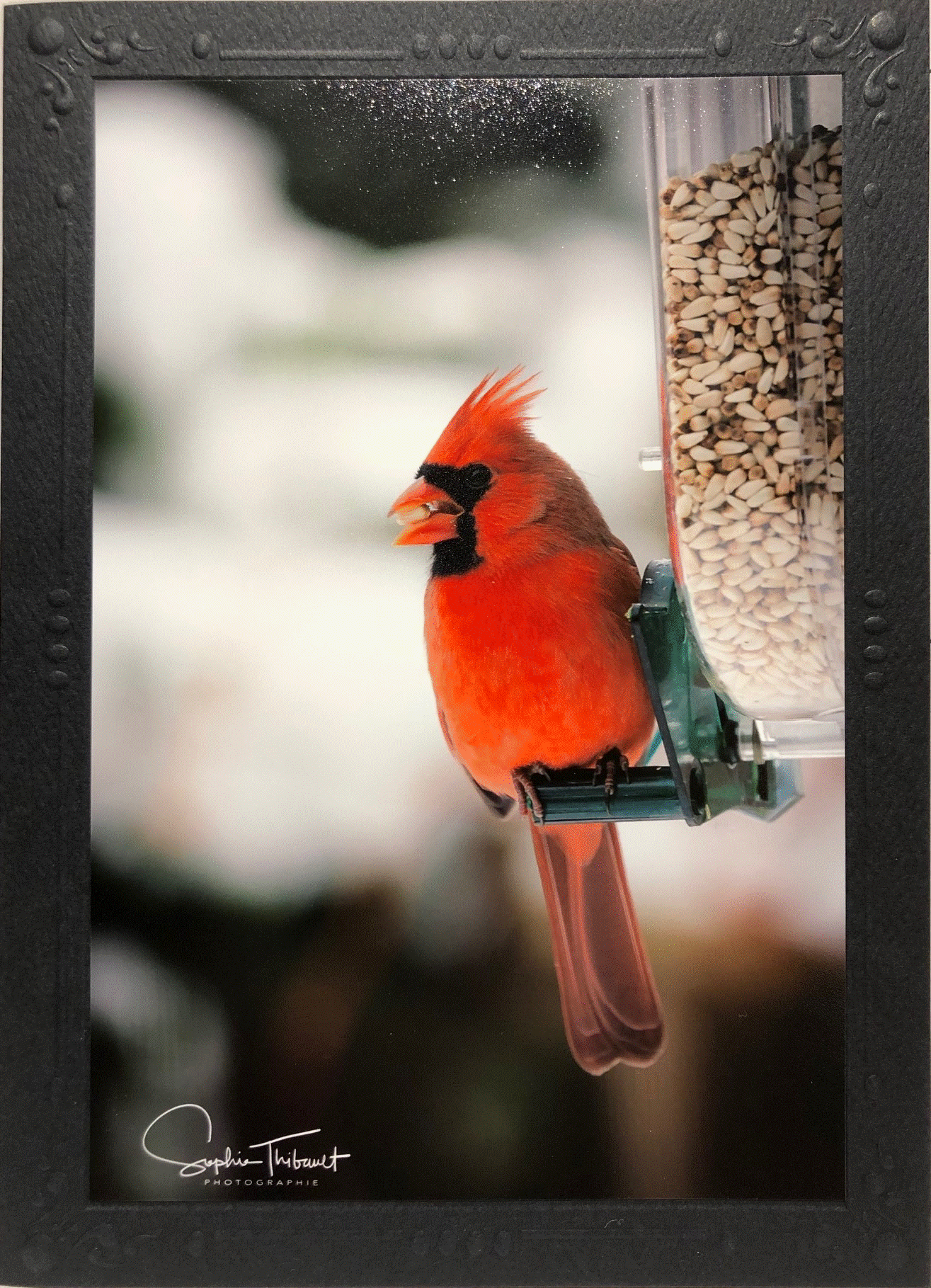 Carte de souhaits - Cardinal se nourrissant