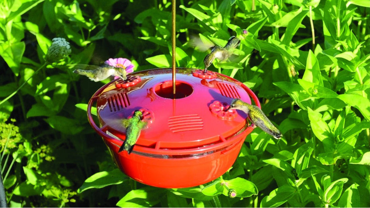 Humm-Yumm Mangeoire / Abreuvoir à colibris