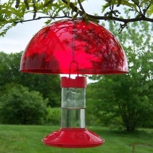 Dome pour abreuvoir à colibri