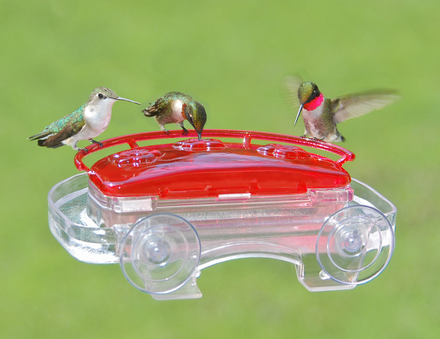 Abreuvoir colibri Jewel Box