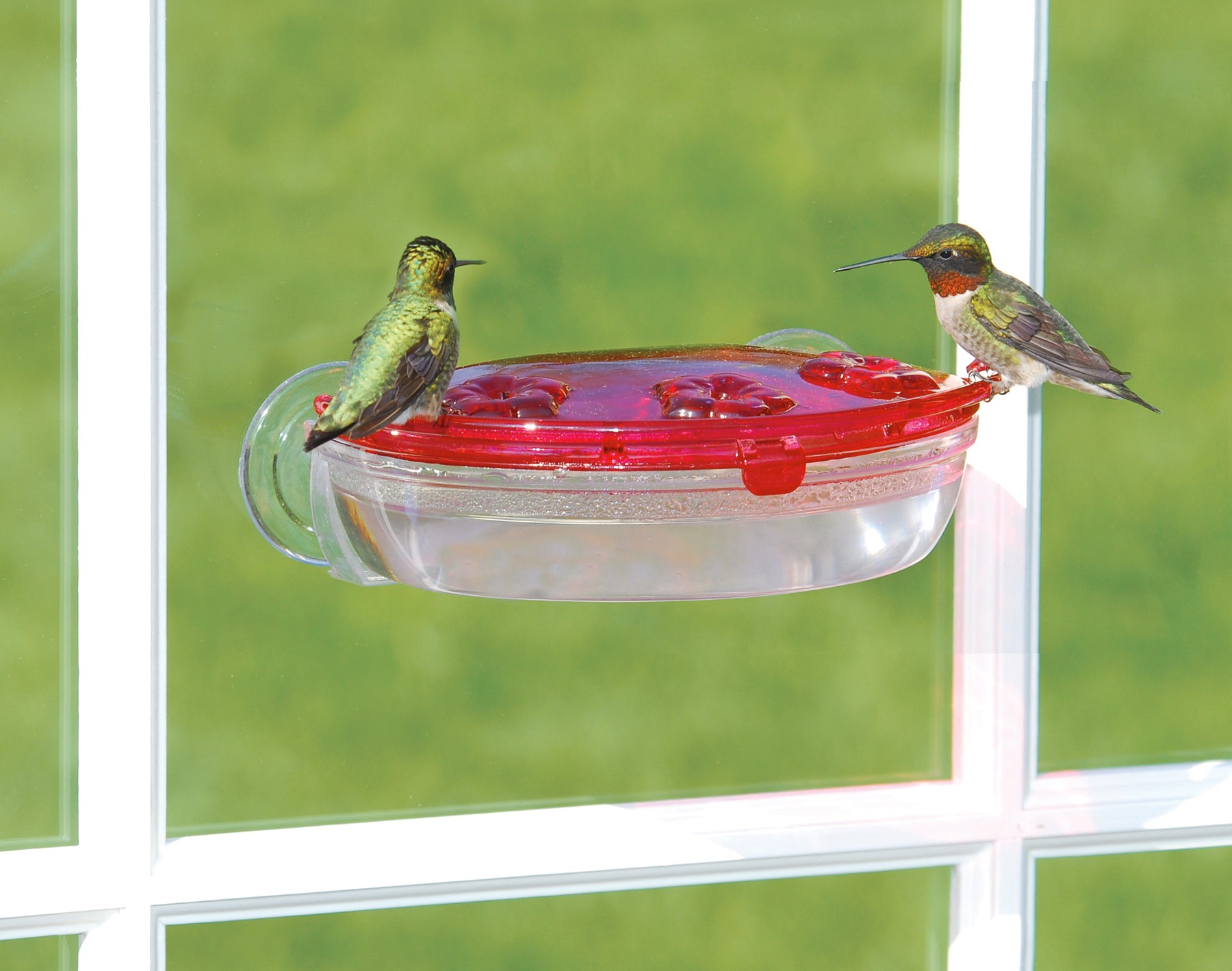 Abreuvoir colibri Jewel Box