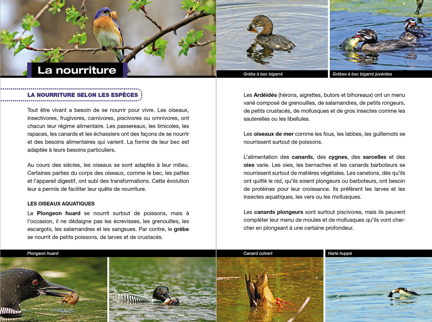 Le Comportement des oiseaux du Québec