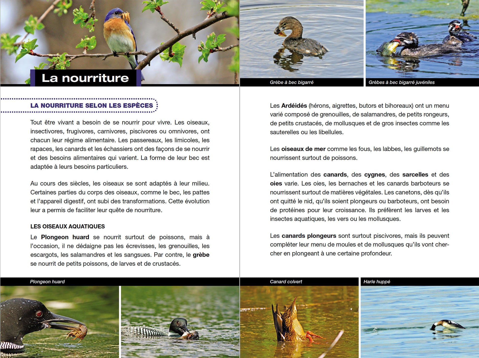 Le Comportement des oiseaux du Québec